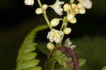 Fringed black bindweed